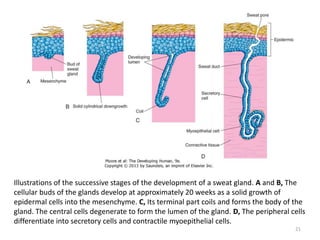 Illustrations of the successive stages of the development of a sweat gland. A and B, The
cellular buds of the glands develop at approximately 20 weeks as a solid growth of
epidermal cells into the mesenchyme. C, Its terminal part coils and forms the body of the
gland. The central cells degenerate to form the lumen of the gland. D, The peripheral cells
differentiate into secretory cells and contractile myoepithelial cells.
21
 