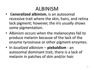 ALBINISM
• Generalized albinism, is an autosomal
recessive trait where the skin, hairs, and retina
lack pigment; however, the iris usually shows
some pigmentation.
• Albinism occurs when the melanocytes fail to
produce melanin because of the lack of the
enzyme tyrosinase or other pigment enzymes.
• In localized albinism – piebaldism - an
autosomal dominant trait, there is a lack of
melanin in patches of skin and/or hair.
29
 
