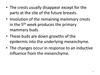 • The crests usually disappear except for the
parts at the site of the future breasts.
• Involution of the remaining mammary crests
in the 5th week produces the primary
mammary buds.
• These buds are down growths of the
epidermis into the underlying mesenchyme.
• The changes occur in response to an inductive
influence from the mesenchyme.
31
 