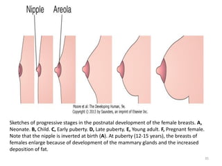 Sketches of progressive stages in the postnatal development of the female breasts. A,
Neonate. B, Child. C, Early puberty. D, Late puberty. E, Young adult. F, Pregnant female.
Note that the nipple is inverted at birth (A). At puberty (12-15 years), the breasts of
females enlarge because of development of the mammary glands and the increased
deposition of fat.
35
 