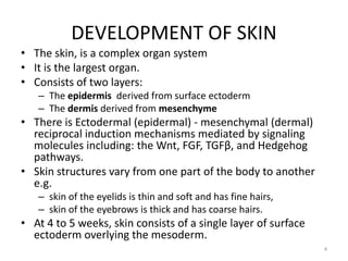 DEVELOPMENT OF SKIN
• The skin, is a complex organ system
• It is the largest organ.
• Consists of two layers:
– The epidermis derived from surface ectoderm
– The dermis derived from mesenchyme
• There is Ectodermal (epidermal) - mesenchymal (dermal)
reciprocal induction mechanisms mediated by signaling
molecules including: the Wnt, FGF, TGFβ, and Hedgehog
pathways.
• Skin structures vary from one part of the body to another
e.g.
– skin of the eyelids is thin and soft and has fine hairs,
– skin of the eyebrows is thick and has coarse hairs.
• At 4 to 5 weeks, skin consists of a single layer of surface
ectoderm overlying the mesoderm.
4
 