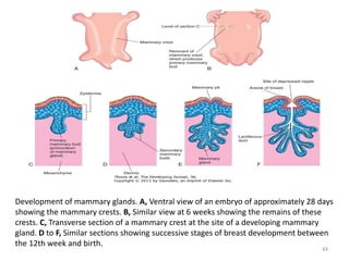 Development of mammary glands. A, Ventral view of an embryo of approximately 28 days
showing the mammary crests. B, Similar view at 6 weeks showing the remains of these
crests. C, Transverse section of a mammary crest at the site of a developing mammary
gland. D to F, Similar sections showing successive stages of breast development between
the 12th week and birth.
44
 