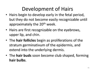 Development of Hairs
• Hairs begin to develop early in the fetal period,
but they do not become easily recognizable until
approximately the 20th week.
• Hairs are first recognizable on the eyebrows,
upper lip, and chin.
• The hair follicles begin as proliferations of the
stratum germinativum of the epidermis, and
extend into the underlying dermis.
• The hair buds soon become club shaped, forming
hair bulbs.
46
 