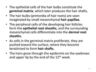 • The epithelial cells of the hair bulbs constitute the
germinal matrix, which later produces the hair shafts.
• The hair bulbs (primordia of hair roots) are soon
invaginated by small mesenchymal hair papillae.
• The peripheral cells of the developing hair follicles
form the epithelial root sheaths, and the surrounding
mesenchymal cells differentiate into the dermal root
sheaths.
• As cells in the germinal matrix proliferate, they are
pushed toward the surface, where they become
keratinized to form hair shafts.
• The hairs grow through the epidermis on the eyebrows
and upper lip by the end of the 12th week.
47
 