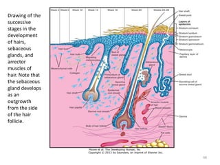 Drawing of the
successive
stages in the
development
of hairs,
sebaceous
glands, and
arrector
muscles of
hair. Note that
the sebaceous
gland develops
as an
outgrowth
from the side
of the hair
follicle.
48
 