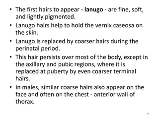 • The first hairs to appear - lanugo - are fine, soft,
and lightly pigmented.
• Lanugo hairs help to hold the vernix caseosa on
the skin.
• Lanugo is replaced by coarser hairs during the
perinatal period.
• This hair persists over most of the body, except in
the axillary and pubic regions, where it is
replaced at puberty by even coarser terminal
hairs.
• In males, similar coarse hairs also appear on the
face and often on the chest - anterior wall of
thorax.
49
 