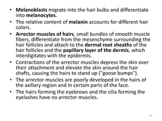 • Melanoblasts migrate into the hair bulbs and differentiate
into melanocytes.
• The relative content of melanin accounts for different hair
colors.
• Arrector muscles of hairs, small bundles of smooth muscle
fibers, differentiate from the mesenchyme surrounding the
hair follicles and attach to the dermal root sheaths of the
hair follicles and the papillary layer of the dermis, which
interdigitates with the epidermis.
• Contractions of the arrector muscles depress the skin over
their attachment and elevate the skin around the hair
shafts, causing the hairs to stand up ("goose bumps").
• The arrector muscles are poorly developed in the hairs of
the axillary region and in certain parts of the face.
• The hairs forming the eyebrows and the cilia forming the
eyelashes have no arrector muscles.
50
 