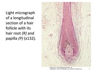 Light micrograph
of a longitudinal
section of a hair
follicle with its
hair root (R) and
papilla (P) (x132).
51
 