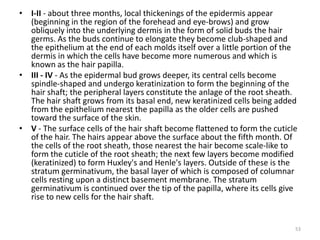 • I-II - about three months, local thickenings of the epidermis appear
(beginning in the region of the forehead and eye-brows) and grow
obliquely into the underlying dermis in the form of solid buds the hair
germs. As the buds continue to elongate they become club-shaped and
the epithelium at the end of each molds itself over a little portion of the
dermis in which the cells have become more numerous and which is
known as the hair papilla.
• III - IV - As the epidermal bud grows deeper, its central cells become
spindle-shaped and undergo keratinization to form the beginning of the
hair shaft; the peripheral layers constitute the anlage of the root sheath.
The hair shaft grows from its basal end, new keratinized cells being added
from the epithelium nearest the papilla as the older cells are pushed
toward the surface of the skin.
• V - The surface cells of the hair shaft become flattened to form the cuticle
of the hair. The hairs appear above the surface about the fifth month. Of
the cells of the root sheath, those nearest the hair become scale-like to
form the cuticle of the root sheath; the next few layers become modified
(keratinized) to form Huxley's and Henle's layers. Outside of these is the
stratum germinativum, the basal layer of which is composed of columnar
cells resting upon a distinct basement membrane. The stratum
germinativum is continued over the tip of the papilla, where its cells give
rise to new cells for the hair shaft.
53
 