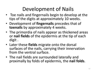 Development of Nails
• Toe nails and fingernails begin to develop at the
tips of the digits at approximately 10 weeks.
• Development of fingernails precedes that of
toenails by approximately 4 weeks.
• The primordia of nails appear as thickened areas
or nail fields of the epidermis at the tip of each
digit .
• Later these fields migrate onto the dorsal
surfaces of the nails, carrying their innervation
from the ventral surface.
• The nail fields are surrounded laterally and
proximally by folds of epidermis, the nail folds.
57
 