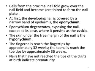 • Cells from the proximal nail fold grow over the
nail field and become keratinized to form the nail
plate .
• At first, the developing nail is covered by a
narrow band of epidermis, the eponychium.
• Eponychium degenerates, exposing the nail,
except at its base, where it persists as the cuticle.
• The skin under the free margin of the nail is the
hyponychium .
• The fingernails reach the fingertips by
approximately 32 weeks; the toenails reach the
toe tips by approximately 36 weeks.
• Nails that have not reached the tips of the digits
at birth indicate prematurity.
58
 