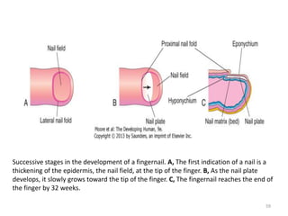 Successive stages in the development of a fingernail. A, The first indication of a nail is a
thickening of the epidermis, the nail field, at the tip of the finger. B, As the nail plate
develops, it slowly grows toward the tip of the finger. C, The fingernail reaches the end of
the finger by 32 weeks.
59
 