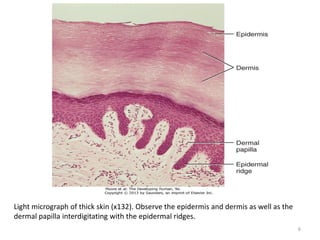 Light micrograph of thick skin (x132). Observe the epidermis and dermis as well as the
dermal papilla interdigitating with the epidermal ridges.
6
 