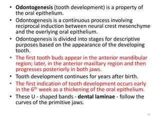 • Odontogenesis (tooth development) is a property of
the oral epithelium.
• Odontogenesis is a continuous process involving
reciprocal induction between neural crest mesenchyme
and the overlying oral epithelium.
• Odontogenesis is divided into stages for descriptive
purposes based on the appearance of the developing
tooth.
• The first tooth buds appear in the anterior mandibular
region; later, in the anterior maxillary region and then
progresses posteriorly in both jaws.
• Tooth development continues for years after birth.
• The first indication of tooth development occurs early
in the 6th week as a thickening of the oral epithelium.
• These U - shaped bands - dental laminae - follow the
curves of the primitive jaws.
65
 