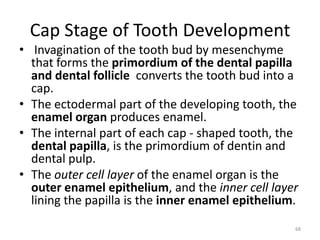 Cap Stage of Tooth Development
• Invagination of the tooth bud by mesenchyme
that forms the primordium of the dental papilla
and dental follicle converts the tooth bud into a
cap.
• The ectodermal part of the developing tooth, the
enamel organ produces enamel.
• The internal part of each cap - shaped tooth, the
dental papilla, is the primordium of dentin and
dental pulp.
• The outer cell layer of the enamel organ is the
outer enamel epithelium, and the inner cell layer
lining the papilla is the inner enamel epithelium.
68
 