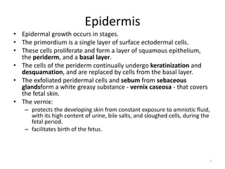 Epidermis
• Epidermal growth occurs in stages.
• The primordium is a single layer of surface ectodermal cells.
• These cells proliferate and form a layer of squamous epithelium,
the periderm, and a basal layer.
• The cells of the periderm continually undergo keratinization and
desquamation, and are replaced by cells from the basal layer.
• The exfoliated peridermal cells and sebum from sebaceous
glandsform a white greasy substance - vernix caseosa - that covers
the fetal skin.
• The vernix:
– protects the developing skin from constant exposure to amniotic fluid,
with its high content of urine, bile salts, and sloughed cells, during the
fetal period.
– facilitates birth of the fetus.
7
 
