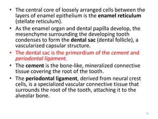 • The central core of loosely arranged cells between the
layers of enamel epithelium is the enamel reticulum
(stellate reticulum).
• As the enamel organ and dental papilla develop, the
mesenchyme surrounding the developing tooth
condenses to form the dental sac (dental follicle), a
vascularized capsular structure.
• The dental sac is the primordium of the cement and
periodontal ligament.
• The cement is the bone-like, mineralized connective
tissue covering the root of the tooth.
• The periodontal ligament, derived from neural crest
cells, is a specialized vascular connective tissue that
surrounds the root of the tooth, attaching it to the
alveolar bone.
70
 