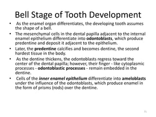 Bell Stage of Tooth Development
• As the enamel organ differentiates, the developing tooth assumes
the shape of a bell.
• The mesenchymal cells in the dental papilla adjacent to the internal
enamel epithelium differentiate into odontoblasts, which produce
predentine and deposit it adjacent to the epithelium.
• Later, the predentine calcifies and becomes dentine, the second
hardest tissue in the body.
• As the dentine thickens, the odontoblasts regress toward the
center of the dental papilla; however, their finger - like cytoplasmic
processes - odontoblastic processes - remain embedded in the
dentine.
• Cells of the inner enamel epithelium differentiate into ameloblasts
under the influence of the odontoblasts, which produce enamel in
the form of prisms (rods) over the dentine.
71
 
