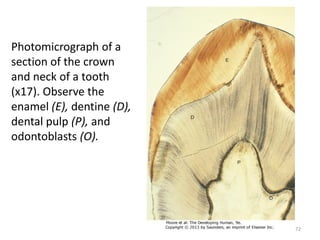 Photomicrograph of a
section of the crown
and neck of a tooth
(x17). Observe the
enamel (E), dentine (D),
dental pulp (P), and
odontoblasts (O).
72
 
