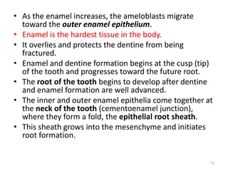 • As the enamel increases, the ameloblasts migrate
toward the outer enamel epithelium.
• Enamel is the hardest tissue in the body.
• It overlies and protects the dentine from being
fractured.
• Enamel and dentine formation begins at the cusp (tip)
of the tooth and progresses toward the future root.
• The root of the tooth begins to develop after dentine
and enamel formation are well advanced.
• The inner and outer enamel epithelia come together at
the neck of the tooth (cementoenamel junction),
where they form a fold, the epithelial root sheath.
• This sheath grows into the mesenchyme and initiates
root formation.
73
 