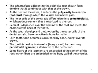 • The odontoblasts adjacent to the epithelial root sheath form
dentine that is continuous with that of the crown.
• As the dentine increases, it reduces the pulp cavity to a narrow
root canal through which the vessels and nerves pass.
• The inner cells of the dental sac differentiate into cementoblasts,
which produce cement that is restricted to the root.
• Cement is deposited over the dentine of the root and meets the
enamel at the neck of the tooth.
• As the teeth develop and the jaws ossify, the outer cells of the
dental sac also become active in bone formation.
• Each tooth soon becomes surrounded by bone, except over its
crown.
• The tooth is held in its alveolus (bony socket) by the strong
periodontal ligament, a derivative of the dental sac.
• Some fibers of this ligament are embedded in the cement of the
root; other fibers are embedded in the bony wall of the alveolus.
75
 