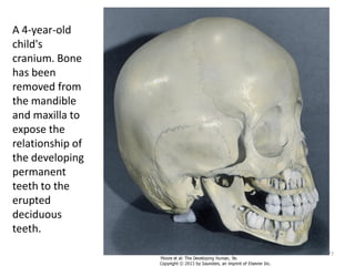 A 4-year-old
child's
cranium. Bone
has been
removed from
the mandible
and maxilla to
expose the
relationship of
the developing
permanent
teeth to the
erupted
deciduous
teeth.
77
 