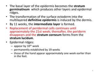 • The basal layer of the epidermis becomes the stratum
germinativum which produces other layers and epidermal
ridges.
• The transformation of the surface ectoderm into the
multilayered definitive epidermis is induced by the dermis.
• By 11 weeks, the intermediate layer is formed.
• Replacement of peridermal cells continues until
approximately the 21st week; thereafter, the periderm
disappears and the stratum corneum forms from the
stratum lucidum.
• Epidermal ridges:
– appear by 10th week
– permanently established by 19 weeks
– those of the hand appear approximately one week earlier than
in the feet.
8
 