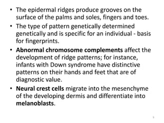 • The epidermal ridges produce grooves on the
surface of the palms and soles, fingers and toes.
• The type of pattern genetically determined
genetically and is specific for an individual - basis
for fingerprints.
• Abnormal chromosome complements affect the
development of ridge patterns; for instance,
infants with Down syndrome have distinctive
patterns on their hands and feet that are of
diagnostic value.
• Neural crest cells migrate into the mesenchyme
of the developing dermis and differentiate into
melanoblasts.
9
 