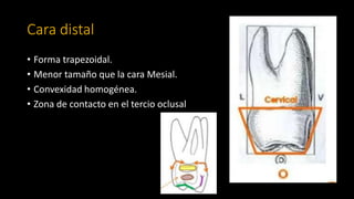 Morfologia de los morales superiores.pdf
