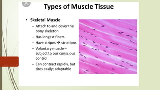12. Histology of muscle , smooth,cardiac & skeletal.pptx