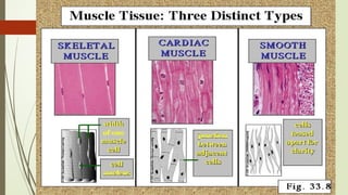12. Histology of muscle , smooth,cardiac & skeletal.pptx