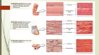 12. Histology of muscle , smooth,cardiac & skeletal.pptx