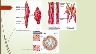 12. Histology of muscle , smooth,cardiac & skeletal.pptx