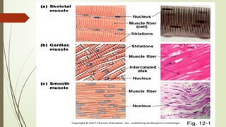 12. Histology of muscle , smooth,cardiac & skeletal.pptx