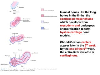 12. Appendicular & limb.pdfcdfjkxssfhbbm | PDF