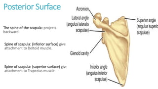 Scapular Ridge Anatomical structure of Scapula bone of shoulder | PPTX