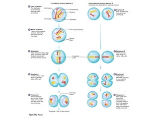 Comprehensive Overview of Human Reproductive Systems and Functions | PPT