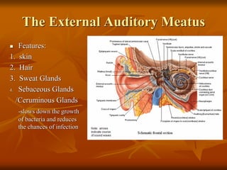 Comprehensive Overview of Ear Anatomy and Common Ear Conditions | PDF