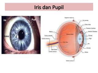Anatomy and Function of the Iris and Pupil in Human Eye | PPTX