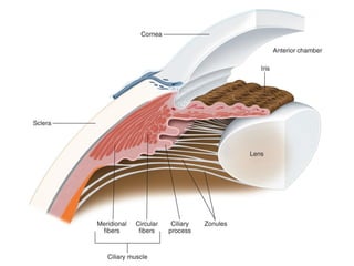 Anatomy and Function of the Iris and Pupil in Human Eye | PPTX