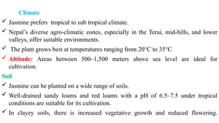 Climate
 Jasmine prefers tropical to sub tropical climate.
 Nepal’s diverse agro-climatic zones, especially in the Terai, mid-hills, and lower
valleys, offer suitable environments.
 The plant grows best at temperatures ranging from 20°C to 35°C
 Altitude: Areas between 500–1,500 meters above sea level are ideal for
cultivation.
Soil
 Jasmine can be planted on a wide range of soils.
 Well-drained sandy loams and red loams with a pH of 6.5–7.5 under tropical
conditions are suitable for its cultivation.
 In clayey soils, there is increased vegetative growth and reduced flowering.
 
