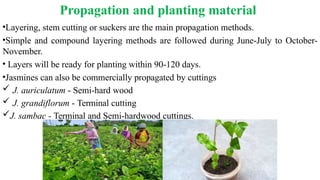 •Layering, stem cutting or suckers are the main propagation methods.
•Simple and compound layering methods are followed during June-July to October-
November.
• Layers will be ready for planting within 90-120 days.
•Jasmines can also be commercially propagated by cuttings
 J. auriculatum - Semi-hard wood
 J. grandiflorum - Terminal cutting
J. sambac - Terminal and Semi-hardwood cuttings.
Propagation and planting material
 
