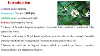 Introduction
Common name: Jasmine
Local name: Chameli (चमेली फ
ू ल)
Scientific name: Jasminum officinale
Family: Oleaceae (olive family)
It is one of the oldest fragrant, important commercial flower cultivated in India and Other
parts of the world.
Jasmine cultivation in Nepal holds significant potential due to the country's favorable
climatic conditions and rising demand for aromatic plants and essential oils.
Jasmine is valued for its fragrant flowers, which are used in perfumery, cosmetics,
religious rituals, and therapeutic products.
 