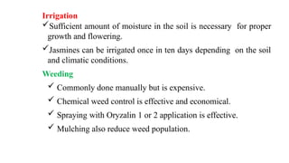 Irrigation
Sufficient amount of moisture in the soil is necessary for proper
growth and flowering.
Jasmines can be irrigated once in ten days depending on the soil
and climatic conditions.
Weeding
 Commonly done manually but is expensive.
 Chemical weed control is effective and economical.
 Spraying with Oryzalin 1 or 2 application is effective.
 Mulching also reduce weed population.
 