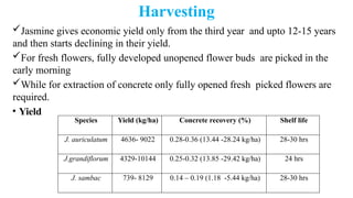 Harvesting
Jasmine gives economic yield only from the third year and upto 12-15 years
and then starts declining in their yield.
For fresh flowers, fully developed unopened flower buds are picked in the
early morning
While for extraction of concrete only fully opened fresh picked flowers are
required.
• Yield
Species Yield (kg/ha) Concrete recovery (%) Shelf life
J. auriculatum 4636- 9022 0.28-0.36 (13.44 -28.24 kg/ha) 28-30 hrs
J.grandiflorum 4329-10144 0.25-0.32 (13.85 -29.42 kg/ha) 24 hrs
J. sambac 739- 8129 0.14 – 0.19 (1.18 -5.44 kg/ha) 28-30 hrs
 