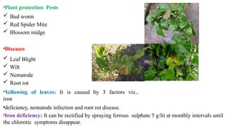 •Plant protection Pests
 Bud worm
 Red Spider Mite
 Blossom midge
•Diseases
 Leaf Blight
 Wilt
 Nematode
 Root rot
•Yellowing of leaves: It is caused by 3 factors viz.,
iron
•deficiency, nematode infection and root rot disease.
•Iron deficiency: It can be rectified by spraying ferrous sulphate 5 g/lit at monthly intervals until
the chlorotic symptoms disappear.
 
