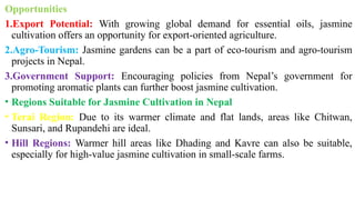 Opportunities
1.Export Potential: With growing global demand for essential oils, jasmine
cultivation offers an opportunity for export-oriented agriculture.
2.Agro-Tourism: Jasmine gardens can be a part of eco-tourism and agro-tourism
projects in Nepal.
3.Government Support: Encouraging policies from Nepal’s government for
promoting aromatic plants can further boost jasmine cultivation.
• Regions Suitable for Jasmine Cultivation in Nepal
• Terai Region: Due to its warmer climate and flat lands, areas like Chitwan,
Sunsari, and Rupandehi are ideal.
• Hill Regions: Warmer hill areas like Dhading and Kavre can also be suitable,
especially for high-value jasmine cultivation in small-scale farms.
 