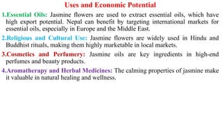 Uses and Economic Potential
1.Essential Oils: Jasmine flowers are used to extract essential oils, which have
high export potential. Nepal can benefit by targeting international markets for
essential oils, especially in Europe and the Middle East.
2.Religious and Cultural Use: Jasmine flowers are widely used in Hindu and
Buddhist rituals, making them highly marketable in local markets.
3.Cosmetics and Perfumery: Jasmine oils are key ingredients in high-end
perfumes and beauty products.
4.Aromatherapy and Herbal Medicines: The calming properties of jasmine make
it valuable in natural healing and wellness.
 