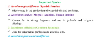 Important Species
1. Jasminum grandiflorum: Spanish Jasmine
 Widely used in the production of essential oils and perfumes.
2. Jasminum sambac (Mogra): Arabian / Tuscan jasmine
 Known for its strong fragrance and use in garlands and religious
offerings.
3. Jasminum officinale (Common Jasmine):
 Used for ornamental purposes and essential oils.
4. Jasminum pubescens/multiflorum
 