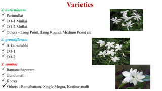 Varieties
J. auriculatum
 Parimullai
 CO-1 Mullai
 CO-2 Mullai
 Others - Long Point, Long Round, Medium Point etc
J. grandiflorum
 Arka Surabhi
 CO-1
 CO-2
J. sambac
 Ramanathapuram
 Gundumalli
 Khoya
Others - Ramabanam, Single Mogra, Kasthurimalli
 